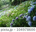 色とりどりの紫陽花 104978600