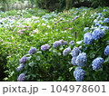 色とりどりの紫陽花 104978601