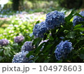 あじさい畑 104978603