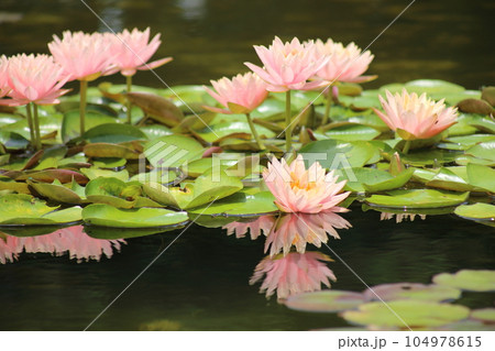 草津市立水生植物公園みずの森【花影の池 のスイレンとパラグアイオニバス】／ 滋賀県草津市 104978615