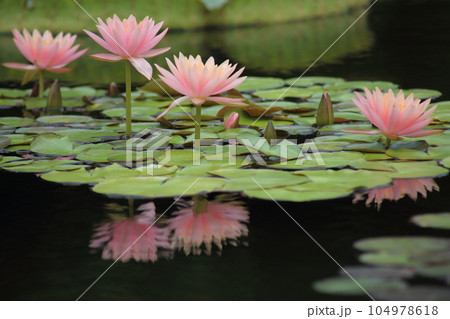 草津市立水生植物公園みずの森【花影の池 のスイレンとパラグアイオニバス】/ 滋賀県草津市 草津市立水生植物公園みずの森【花影の池 のスイレンとパラグアイオニバス】/ 滋賀県草津市 104978618