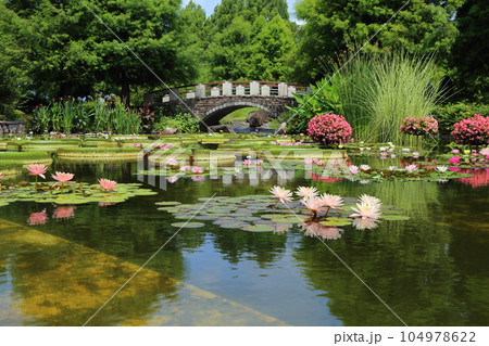草津市立水生植物公園みずの森【花影の池 のスイレンとパラグアイオニバス】/ 滋賀県草津市 草津市立水生植物公園みずの森【花影の池 のスイレンとパラグアイオニバス】/ 滋賀県草津市 104978622
