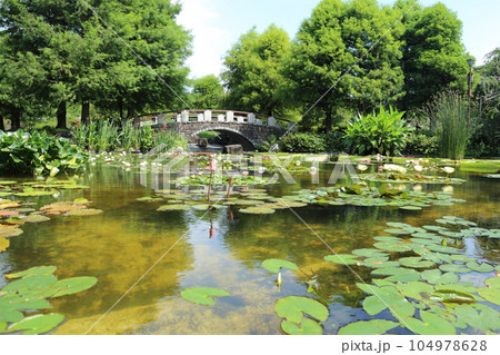草津市立水生植物公園みずの森【花影の池 のスイレンとパラグアイオニバス】/ 滋賀県草津市 草津市立水生植物公園みずの森【花影の池 のスイレンとパラグアイオニバス】/ 滋賀県草津市 104978628