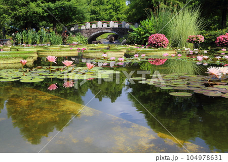 草津市立水生植物公園みずの森【花影の池 のスイレンとパラグアイオニバス】/ 滋賀県草津市 草津市立水生植物公園みずの森【花影の池 のスイレンとパラグアイオニバス】/ 滋賀県草津市 104978631