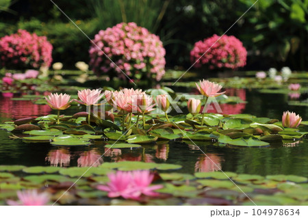 草津市立水生植物公園みずの森【花影の池 のスイレンとパラグアイオニバス】／ 滋賀県草津市 104978634
