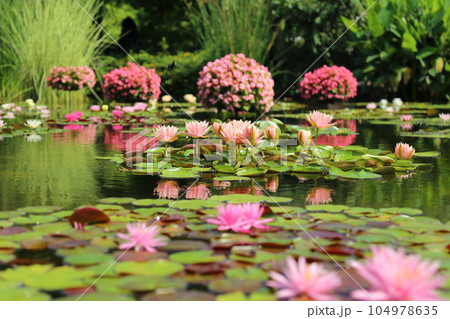草津市立水生植物公園みずの森【花影の池 のスイレンとパラグアイオニバス】／ 滋賀県草津市 104978635