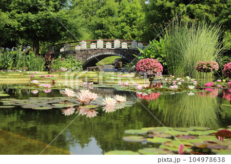 草津市立水生植物公園みずの森【花影の池 のスイレンとパラグアイオニバス】／ 滋賀県草津市 104978638