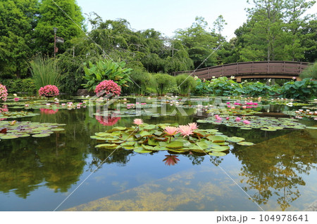 草津市立水生植物公園みずの森【花影の池 のスイレンとパラグアイオニバス】/ 滋賀県草津市 草津市立水生植物公園みずの森【花影の池 のスイレンとパラグアイオニバス】/ 滋賀県草津市 104978641