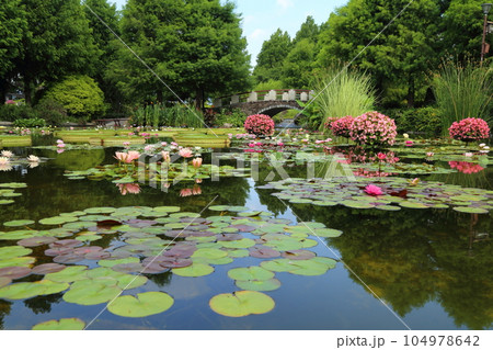 草津市立水生植物公園みずの森【花影の池 のスイレンとパラグアイオニバス】／ 滋賀県草津市 104978642