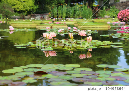 草津市立水生植物公園みずの森【花影の池 のスイレンとパラグアイオニバス】／ 滋賀県草津市 104978644