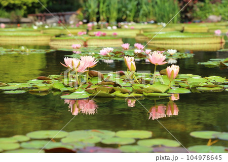 草津市立水生植物公園みずの森【花影の池 のスイレンとパラグアイオニバス】/ 滋賀県草津市 草津市立水生植物公園みずの森【花影の池 のスイレンとパラグアイオニバス】/ 滋賀県草津市 104978645