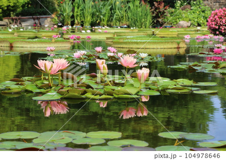 草津市立水生植物公園みずの森【花影の池 のスイレンとパラグアイオニバス】／ 滋賀県草津市 104978646