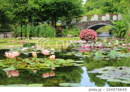 草津市立水生植物公園みずの森【花影の池 のスイレンとパラグアイオニバス】／ 滋賀県草津市 104978649