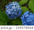 手鞠のような紫陽花 104978668