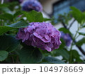 紫の紫陽花 104978669