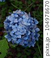 球体の紫陽花 104978670