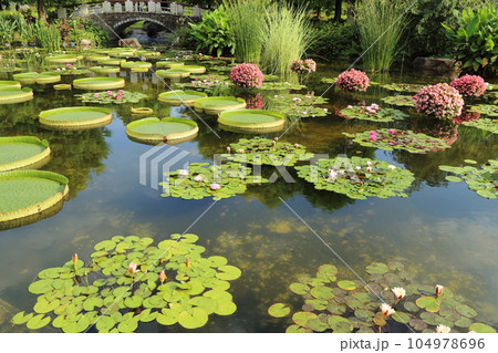 草津市立水生植物公園みずの森【花影の池 のスイレンとパラグアイオニバス】/ 滋賀県草津市 草津市立水生植物公園みずの森【花影の池 のスイレンとパラグアイオニバス】/ 滋賀県草津市 104978696