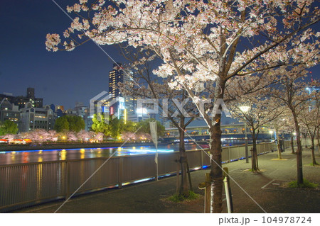 夜桜　天満橋の桜並木 104978724