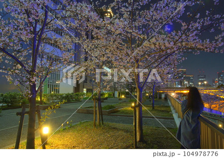 天満橋桜並木　夜桜 104978776