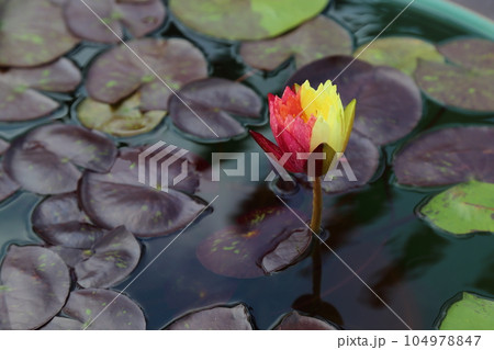 草津市立水生植物公園みずの森【珍しい二色のワンビサ】／ 滋賀県草津市 104978847