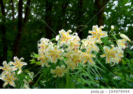 満開に咲き誇るヤマユリの花 満開に咲き誇るヤマユリの花 104979444