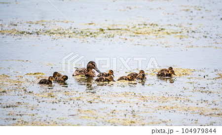 A family of ducks, a duck and its little ducklings are swimming in the water. The duck takes care of its newborn ducklings. Mallard, lat. Anas platyrhynchos 104979844