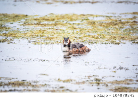 The waterfowl bird Great Crested Grebe swimming in the calm lake The waterfowl bird Great Crested Grebe swimming in the calm lake 104979845