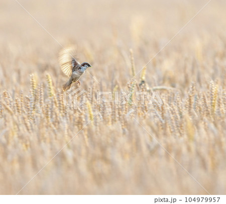 Male sparrow flying upon a wheat field 104979957