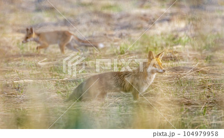 Two foxes standing in a field observing 104979958