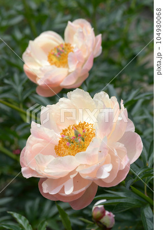 コーラルチャーム シャクヤク コーラルチャーム シャクヤク 104980068