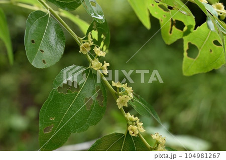 ナツメの花 ナツメの花 104981267