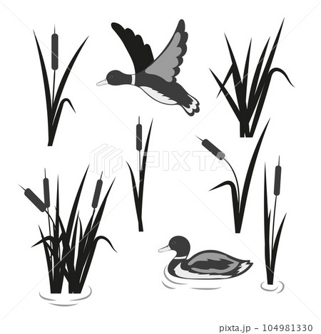 Vector pond set. Reeds and ducks isolated on white Vector pond set. Reeds and ducks isolated on white 104981330