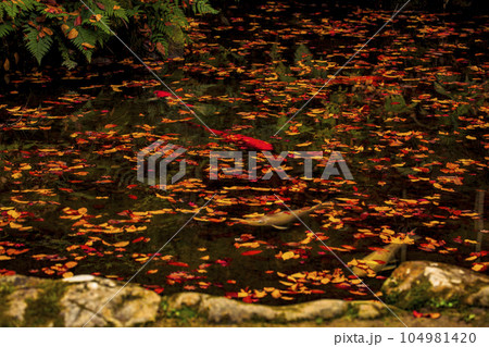 晩秋の三原佛通寺　落ち紅葉の浮かぶ崑崗池の鯉 104981420