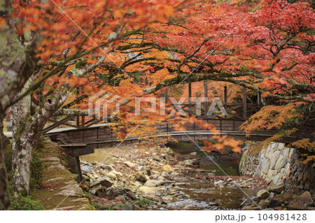 晩秋の三原佛通寺 紅葉の佛通寺川と巨蟒橋 晩秋の三原佛通寺 紅葉の佛通寺川と巨蟒橋 104981428