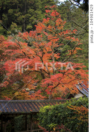 晩秋の三原佛通寺 紅葉の木と屋根瓦の落ち葉 晩秋の三原佛通寺 紅葉の木と屋根瓦の落ち葉 104981429