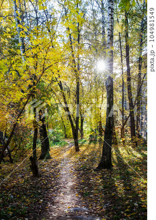 Amazing nature - autumn leaf color concept 104981549