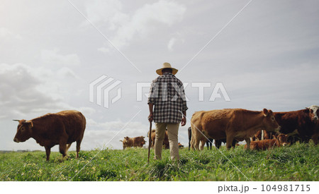 Agriculture, cows and black man on farm, back and using walking stick for farming mockup. Land, cattle and African person with disability, farmer working and grass field for meat production in agro. Agriculture, cows and black man on farm, back and using walking stick for farming mockup. Land, cattle and African person with disability, farmer working and grass field for meat production in agro. 104981715