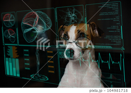 Jack Russell Terrier dog looks at the virtual menu medical screen. human brain research.  104981718