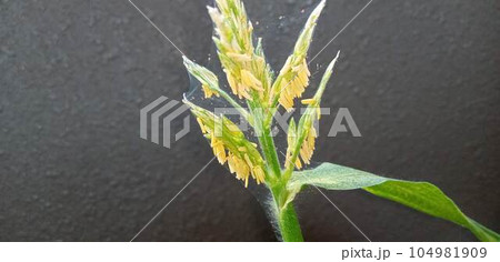 ハダニに占拠されたトウモロコシの雄花 ハダニに占拠されたトウモロコシの雄花 104981909