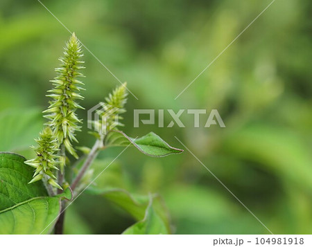 イノコヅチの若い穂 イノコヅチの若い穂 104981918