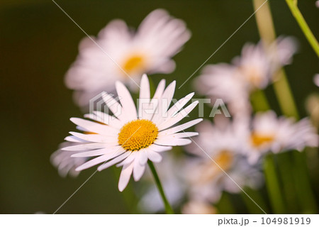 Daisy flowers growing in a field or garden on a sunny day outdoors. Leucanthemum vulgare or oxeye daisies daisies from the asteraceae species with white petals and yellow pistil blooming in spring 104981919