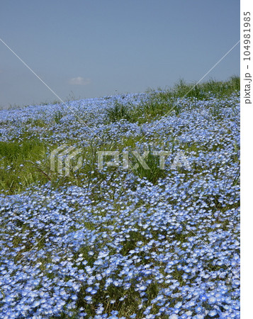 国営ひたち海浜公園、ネモフィラ、みはらしの丘 国営ひたち海浜公園、ネモフィラ、みはらしの丘 104981985