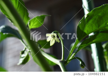 激辛唐辛子ジョロキアの小さな白い花 激辛唐辛子ジョロキアの小さな白い花 104982151
