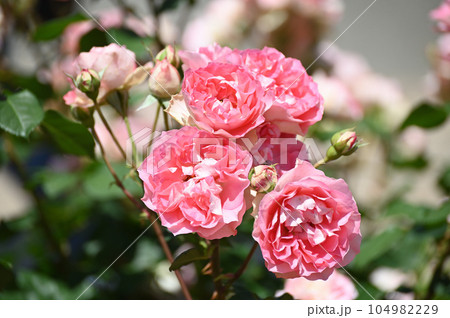 初夏のバラ 104982229