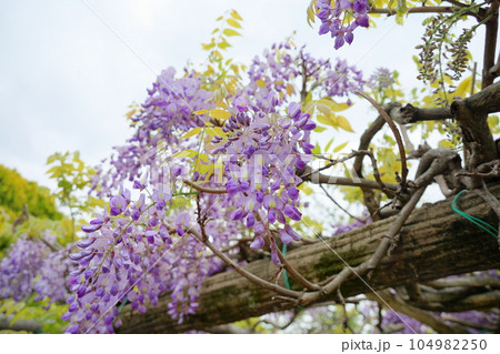 藤の花 104982250