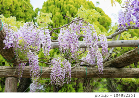 藤の花 104982251