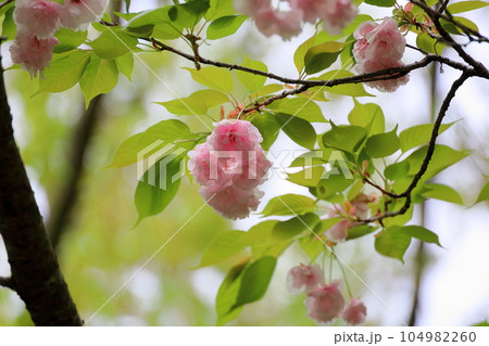 ヤエザクラの花 104982260