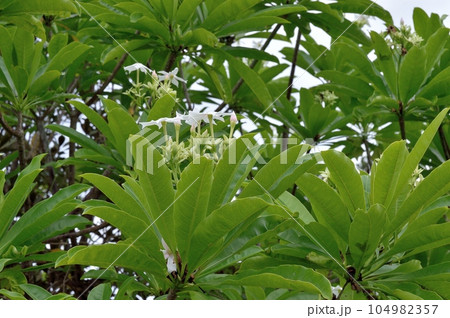 ミフクラギ  オキナワキョウチクトウの花 104982357