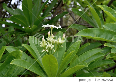ミフクラギ  オキナワキョウチクトウの花 104982358