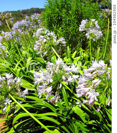 White lilies growing in nature reserve among other flora in summer. Lilium blooming in a botanical garden in spring. Lily flowers budding in its natural environment. Flowering plants blooming in park 104982988